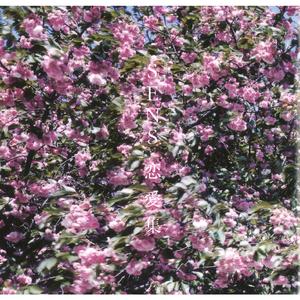 穿情趣内衣上学要注意什么
